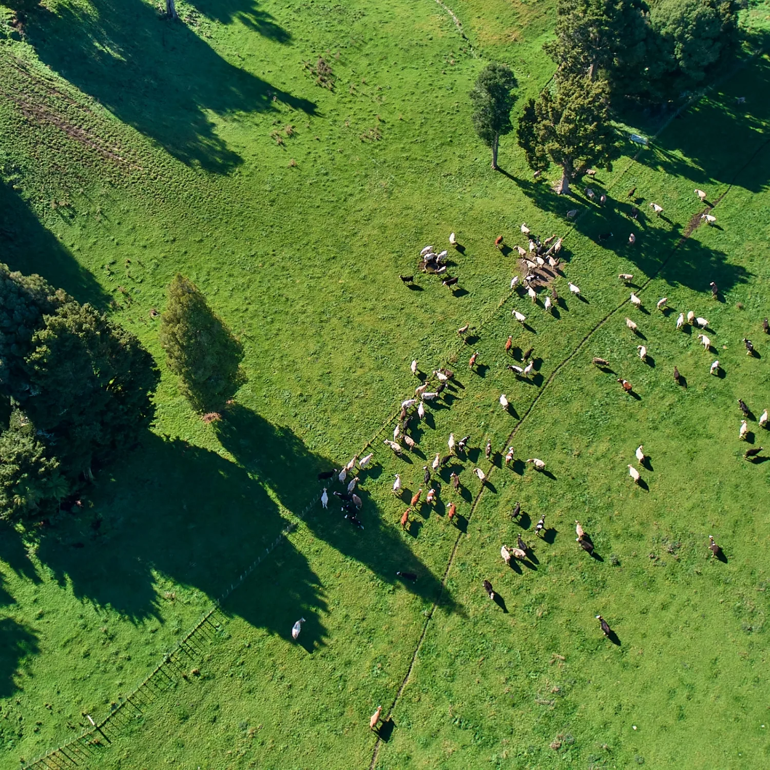 Cattle grazing in an open paddock, eShepherd virtual fencing