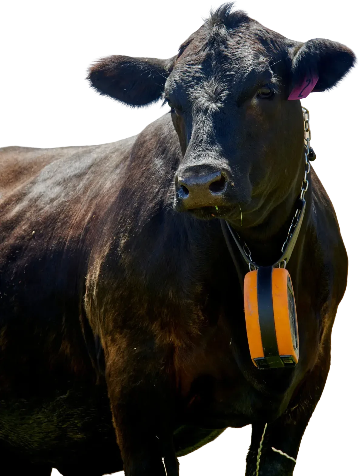 Una vaca Angus negra con el collar naranja eShepherd