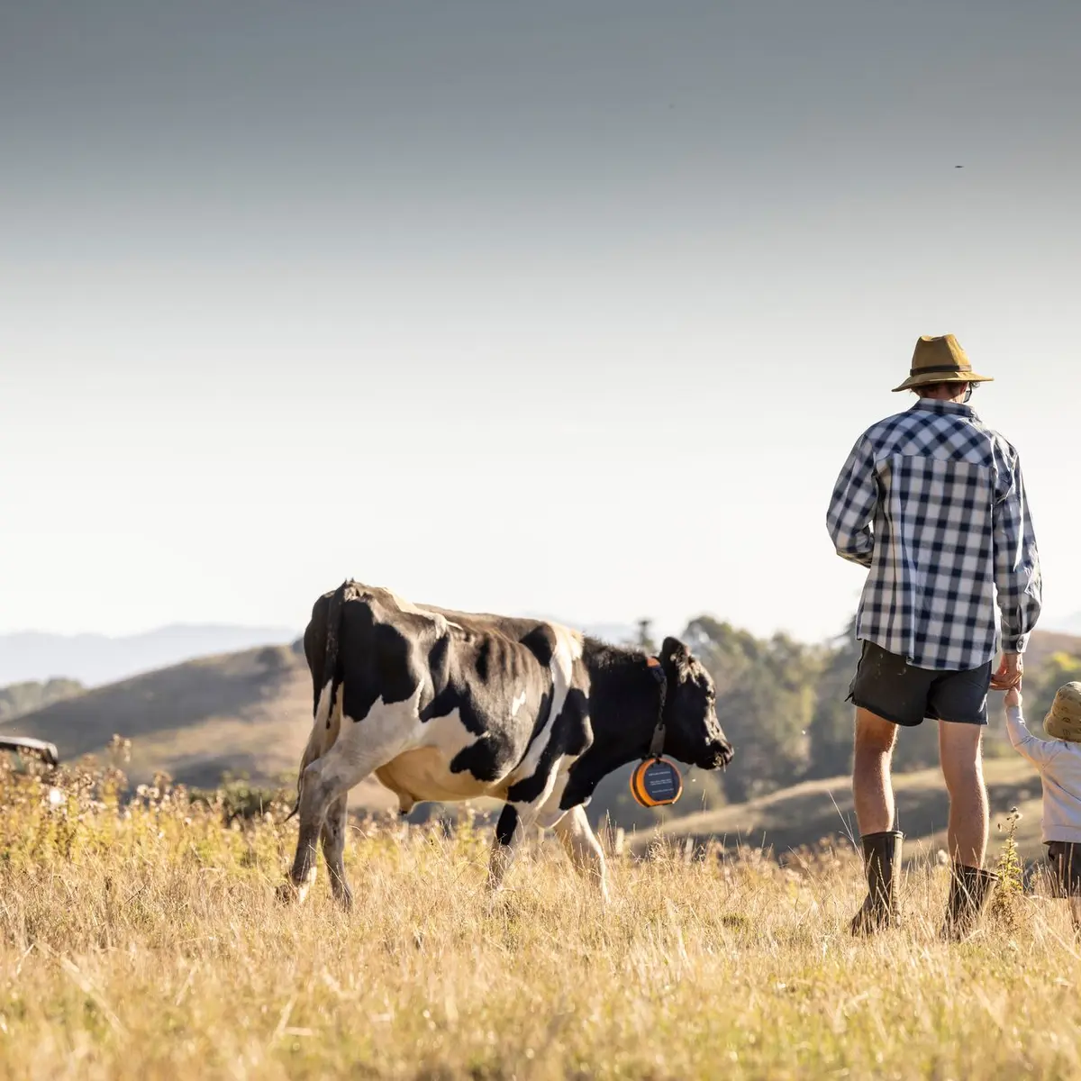 Ganadero y un niño pequeño caminando por una parcela de hierba dorada junto a una vaca lechera con un collar eShepherd, con colinas onduladas al fondo