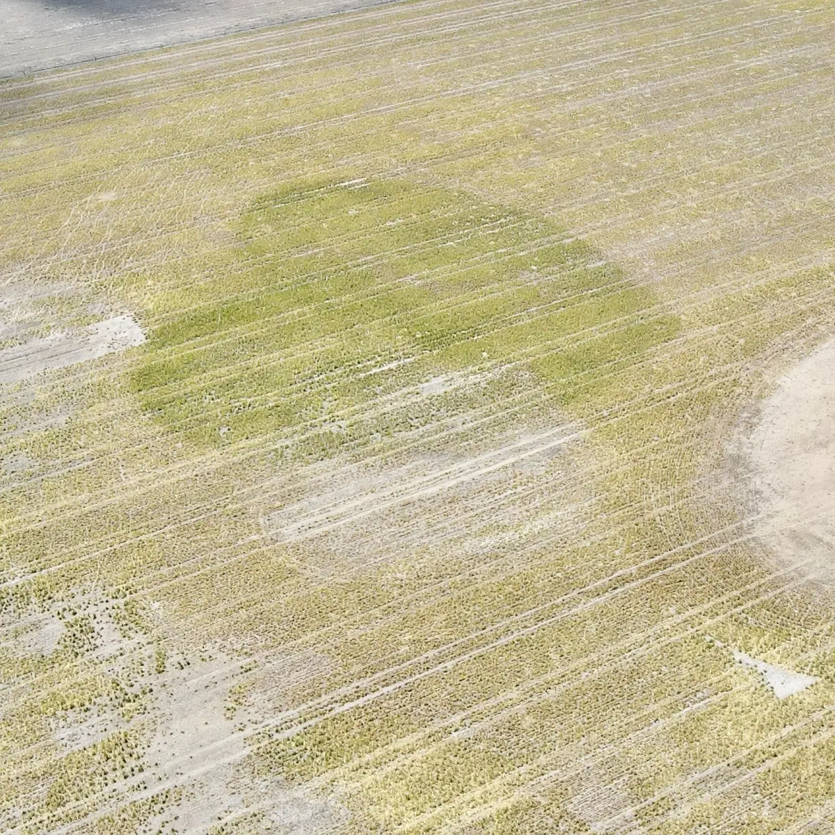 Vista aérea con dron de una parcela de Australia Occidental que muestra un patrón de pastoreo en forma de corazón creado por el ganado gestionado con el vallado virtual de eShepherd