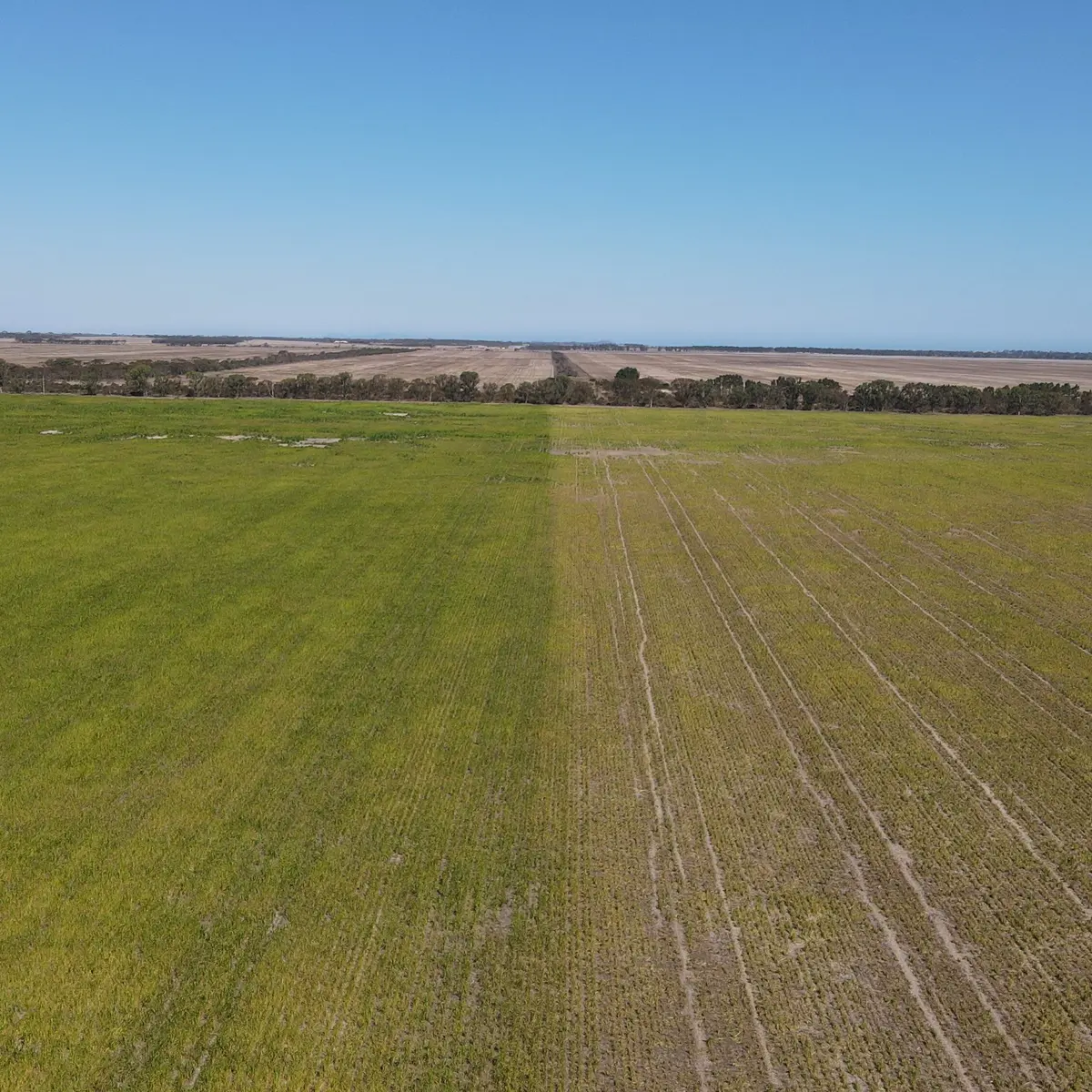 Vista aérea con dron de una parcela de Australia Occidental dividida entre pasto verde y exuberante y suelo seco y disperso, con una línea de árboles y un horizonte plano que se extiende hasta la costa